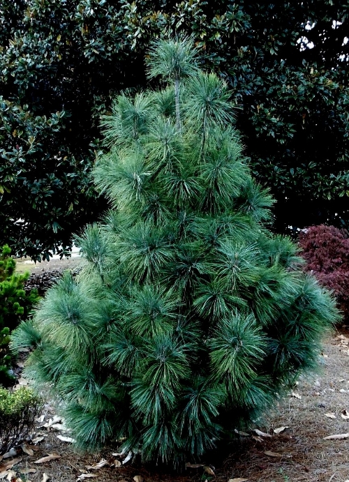 Pinus_wallichiana_Densa_2011_Maple_Ridge_Nursery.JPG