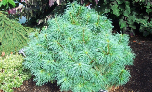 Pinus_wallichiana_Nana_Maple_Ridge_Nursery.jpg