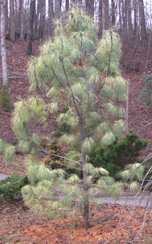 Pinus_wallichiana_Zebrina_Maple_Ridge_Nursery.jpg