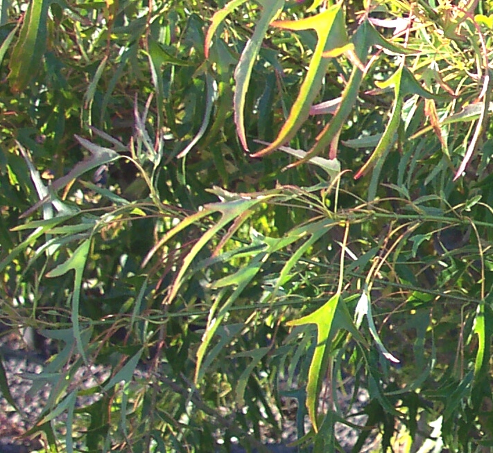 Acer_buergerianum_Mino_yatsubusa_Maple_Ridge_Nursery.jpg