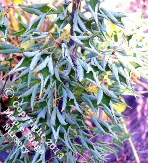 Acer_burgerianium_Narutu_Kaede_Foliage_2013_Maple_Ridge_Nursery.jpg