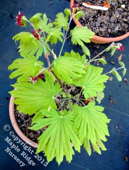 Acer_japonicum_Attaryi_March_Maple_Ridge_Nursery.jpg