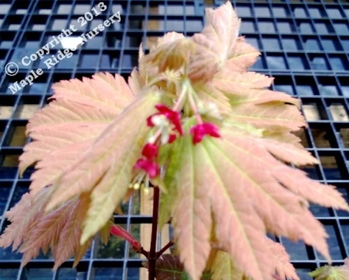 Acer japonicum 'Emmett's Pumpkin'