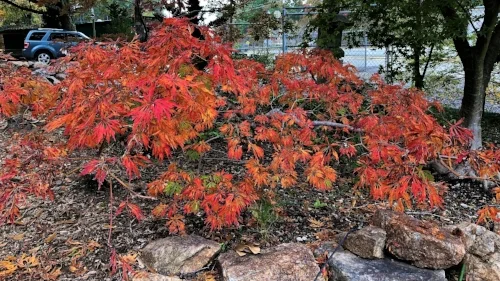 Acer_japonicum_Green_Cascade_November_Maple_Ridge_Nursery_3.jpg