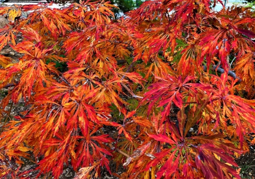 Acer_japonicum_Green_Cascade_November_Maple_Ridge_Nursery_4.jpg