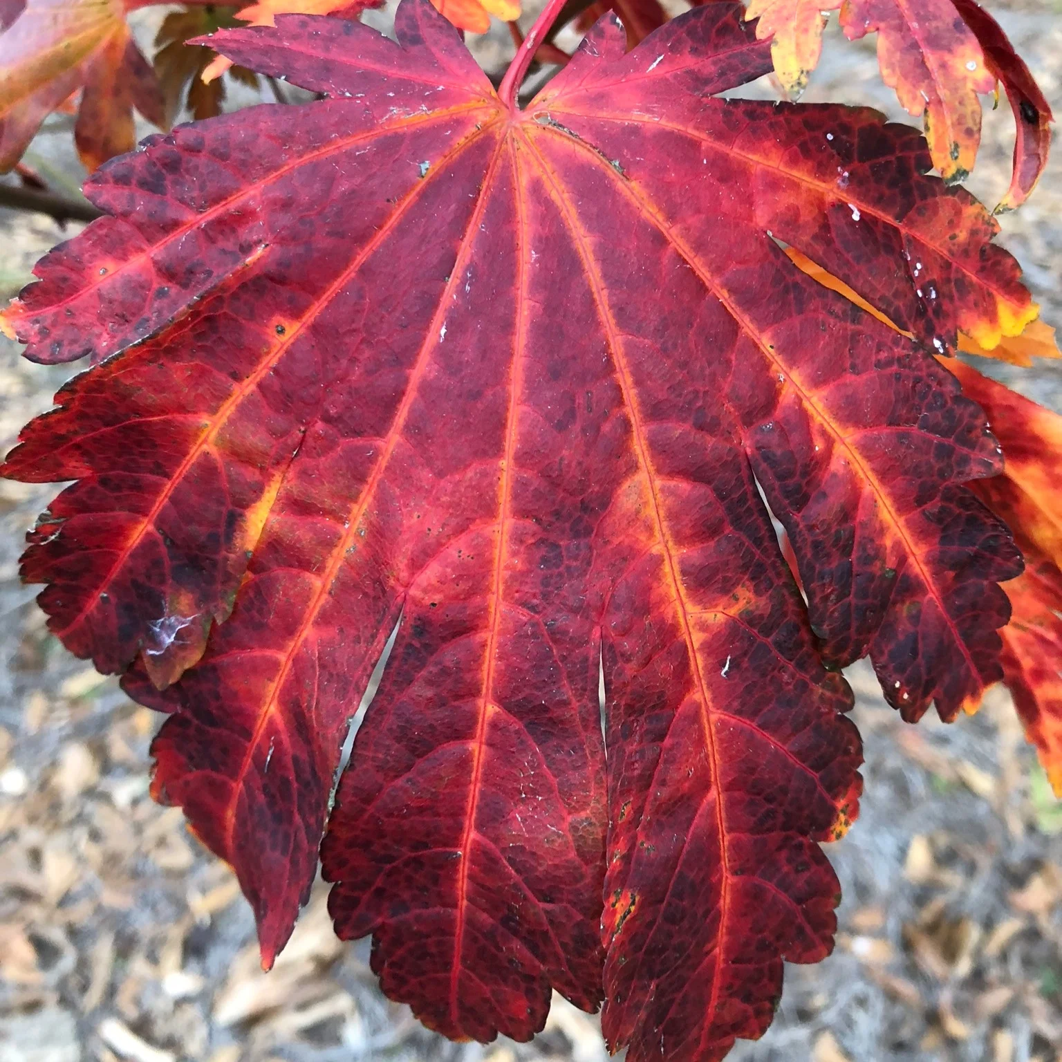 Acer_japonicum_Emmetts_Pumpkin_Maple_Ridge_Nursery_1.jpg
