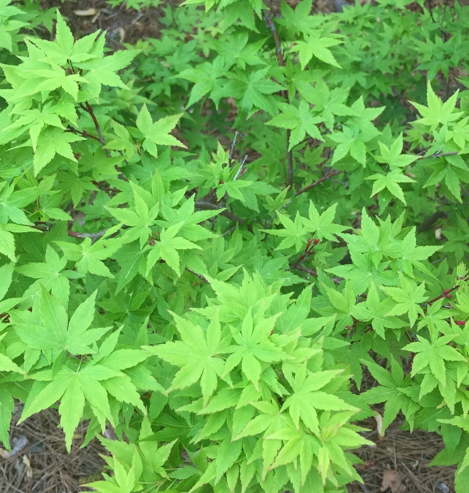 Maple Ridge Nursery
