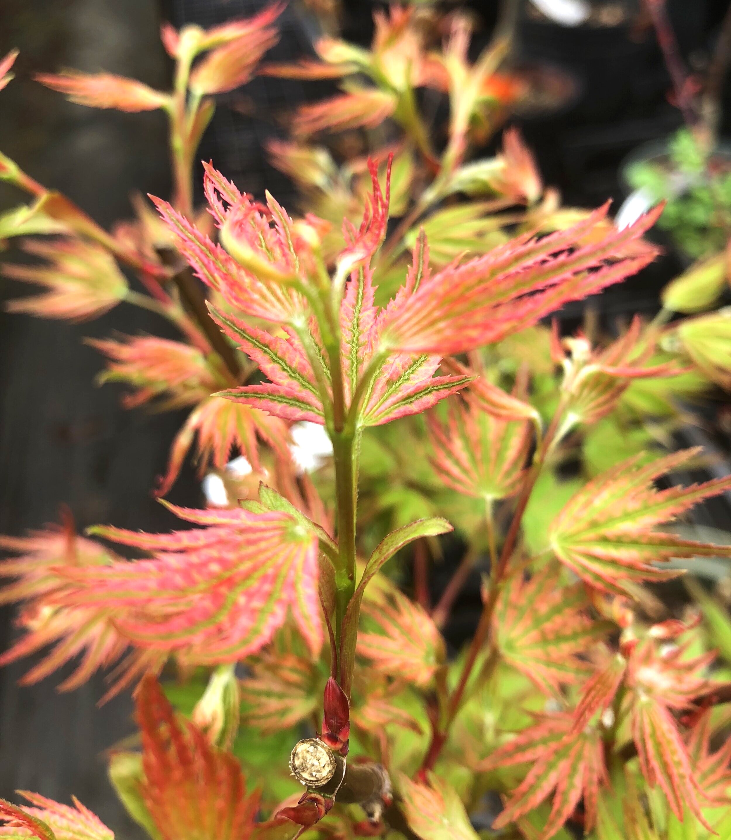 Acer palmatum 'Ikandi'