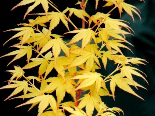 Acer palmatum 'Sango kaku' Fall