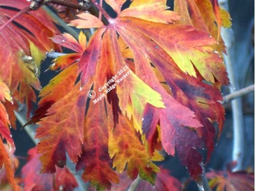 Acer japonicum 'Aconitifolium' Fall