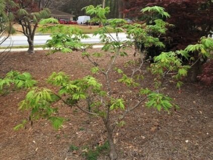 Acer japonicum 'Aconitifolium' Spring 2