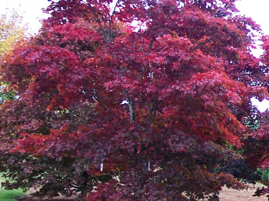 Acer palmatum 'Bloodgood' Fall