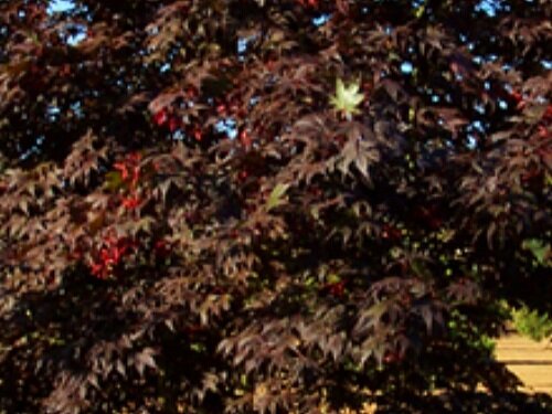 Acer palmatum 'Bloodgood' Spring