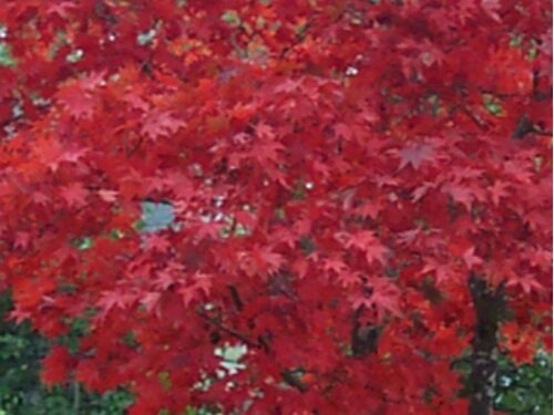 Acer palmatum 'Bloodgood' Fall 2