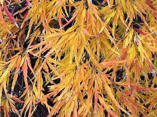 Acer palmatum 'Viridis' Fall