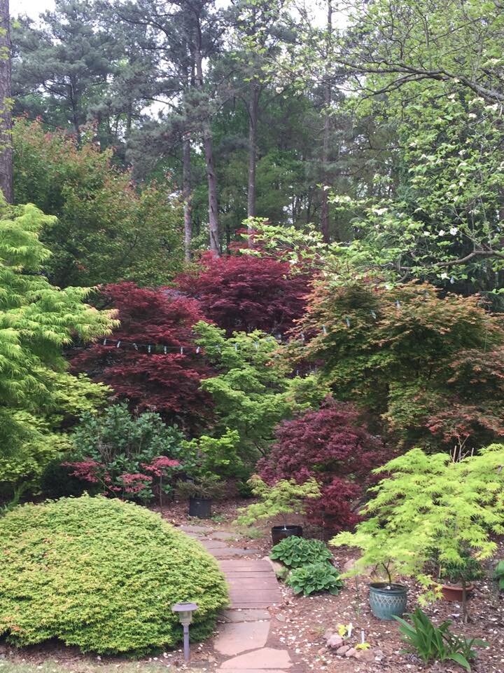 Backyard.jpg