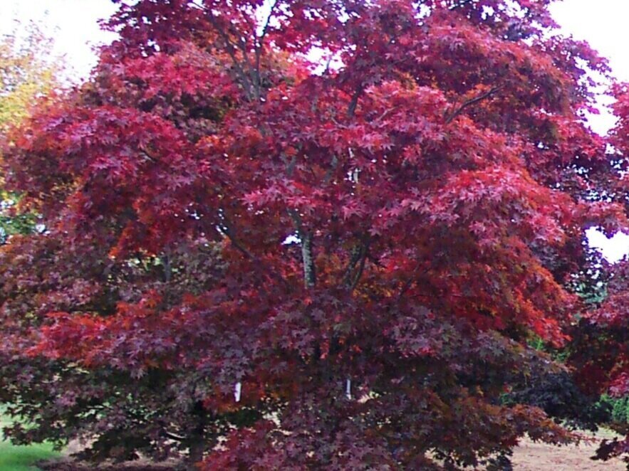 Maple Ridge Nursery
