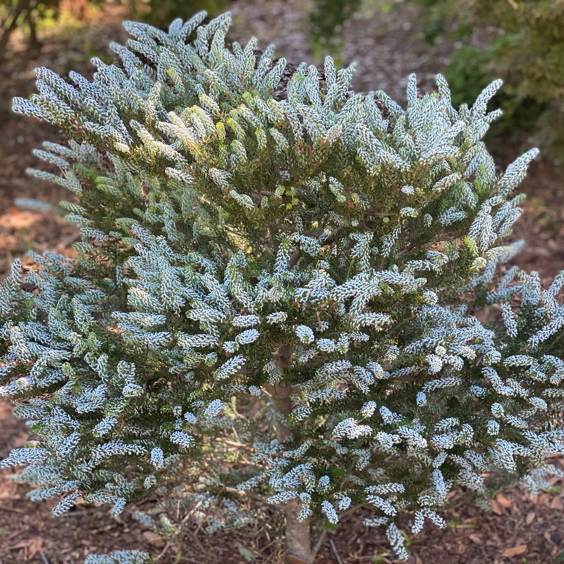 Abies+koreana+%27Silberlocke%27.jpg