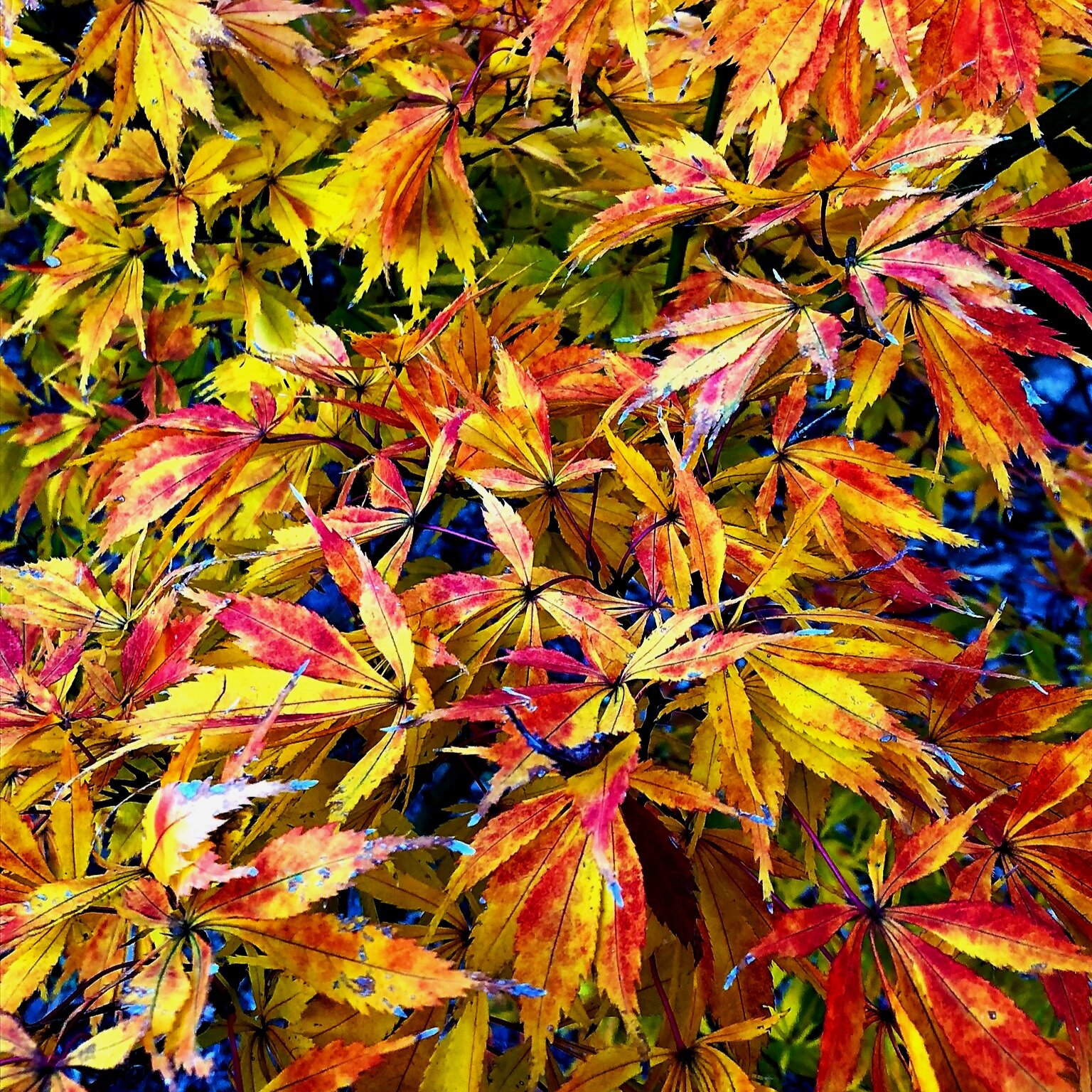 Acer_palmatum_Elegans_November_Maple_Ridge_Nursery_1.jpg