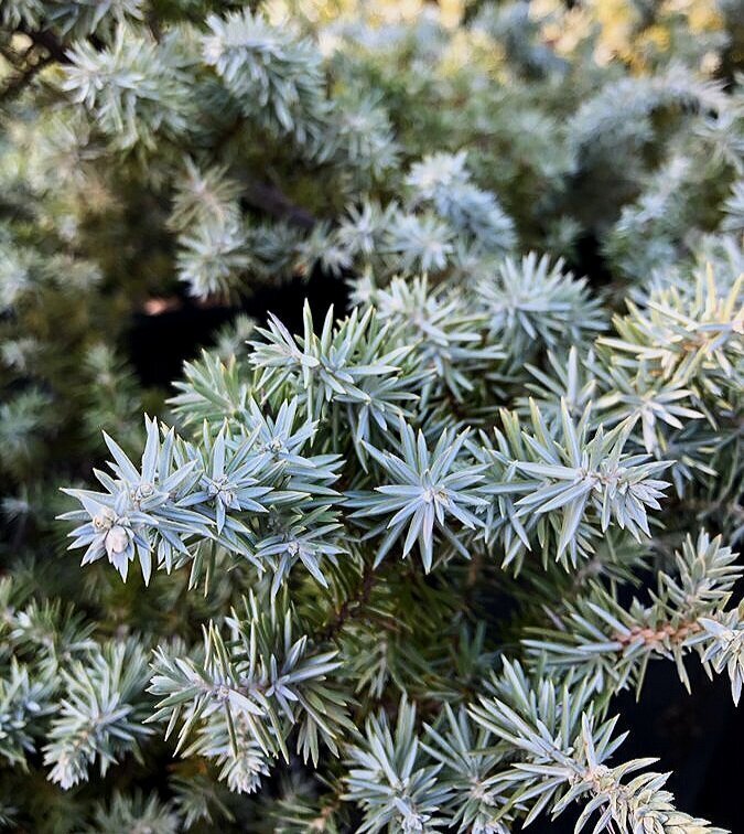 juniperus_conferta_blue_diamond_2019.jpg