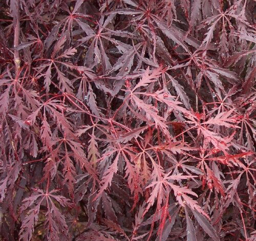 Acer_Palmatum_Crimson_Queen_March_27_2017_Maple_Ridge_Nursery.jpeg
