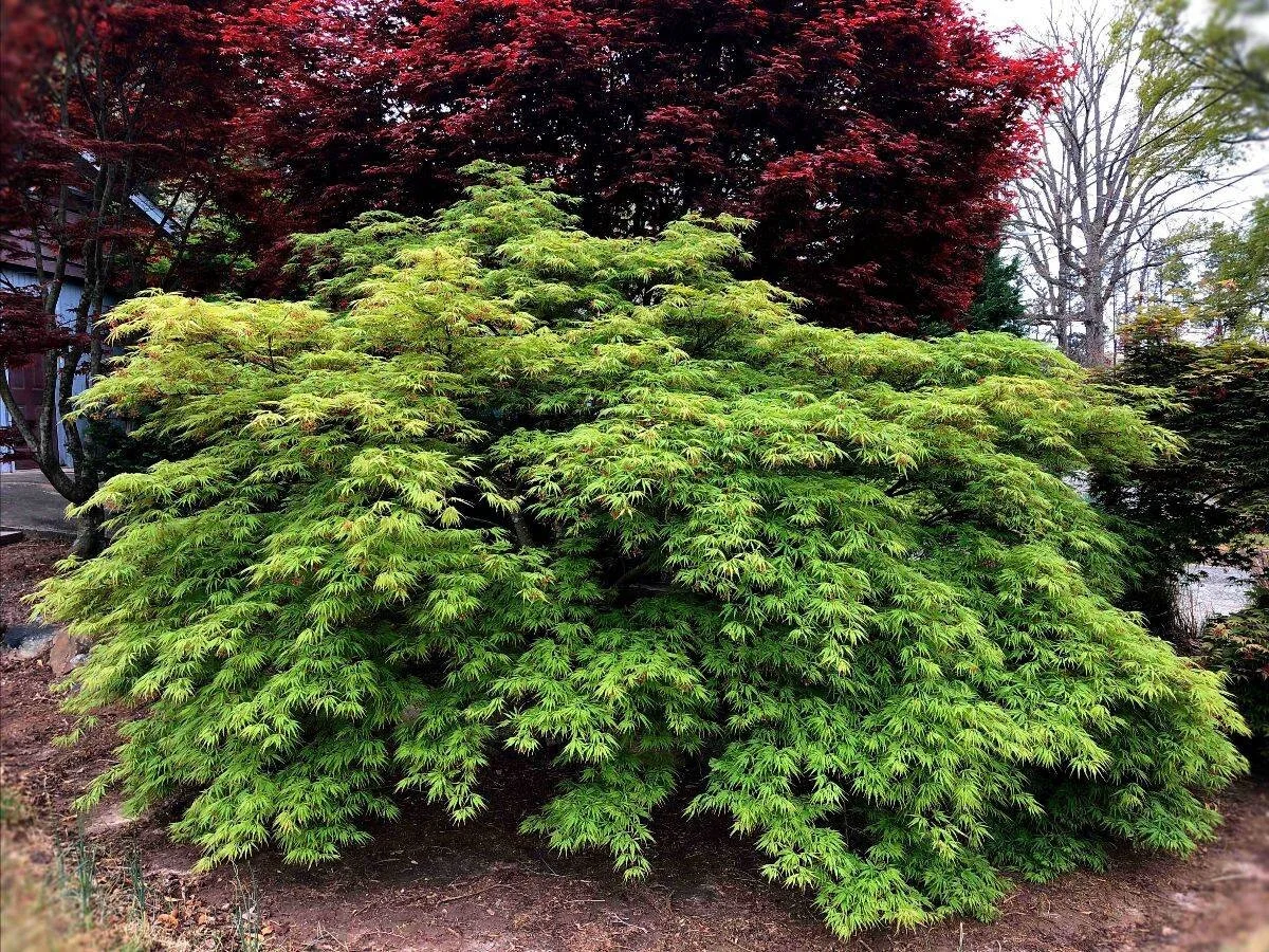 Maple Ridge Nursery