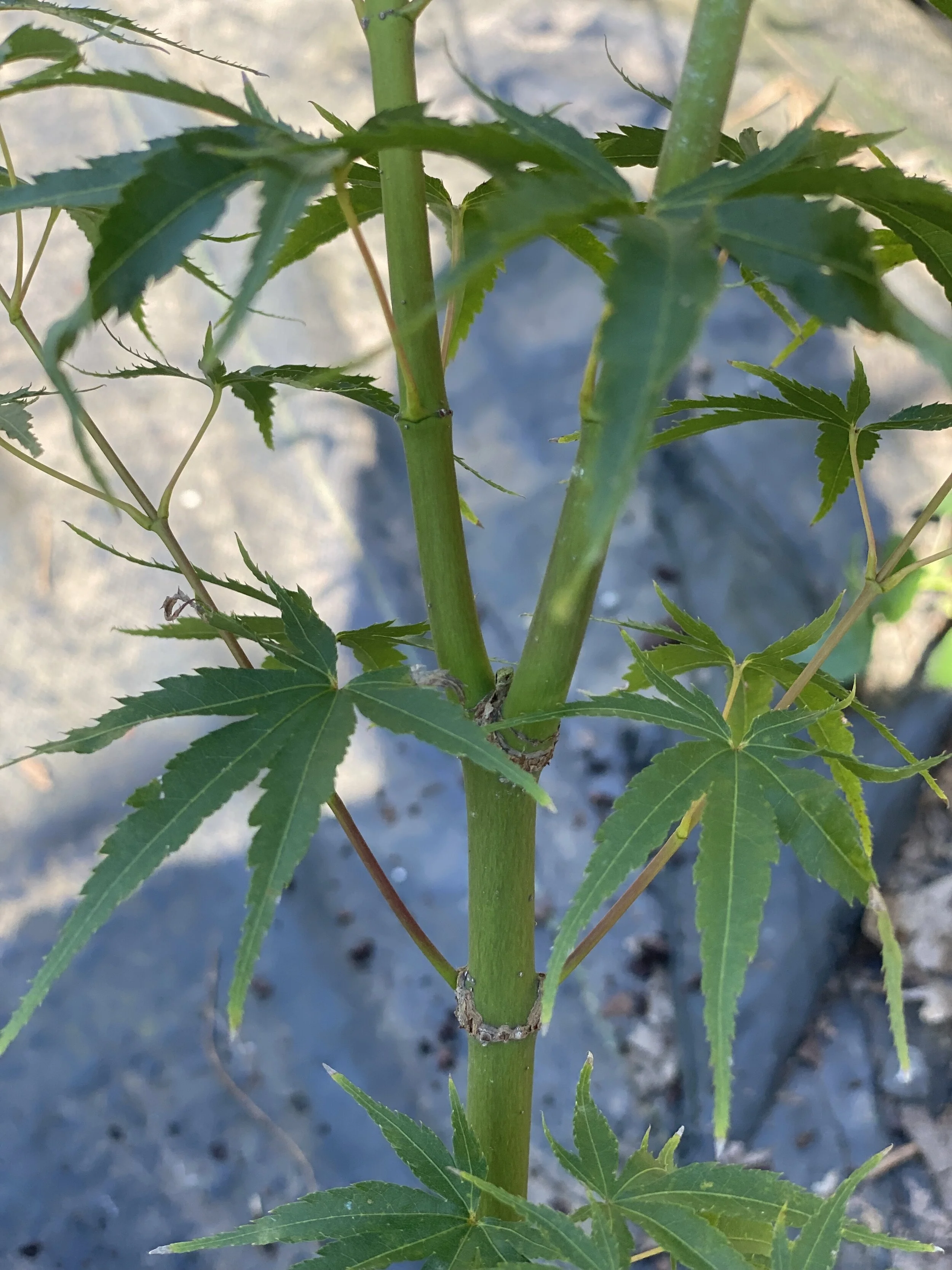 Acer palmatum 'Hubble's Super Cork' 1.jpg