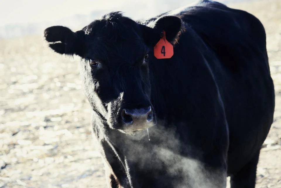 Cow-2.jpg