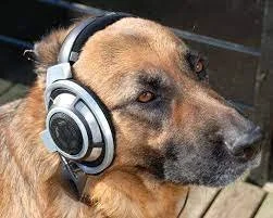 Episode 363: Who's Tweeting "For the Dogs"