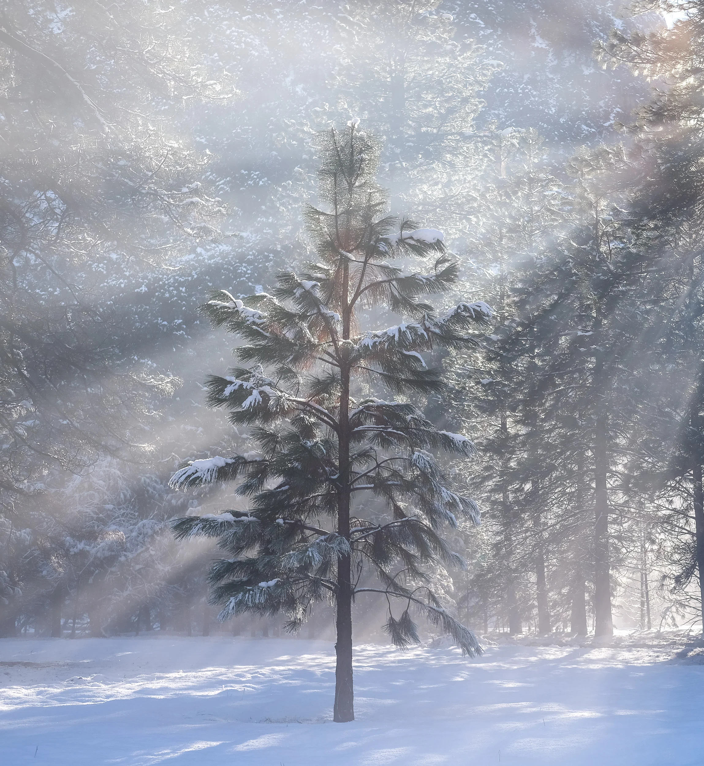 Evening Pastel Light Rays, Yosemite