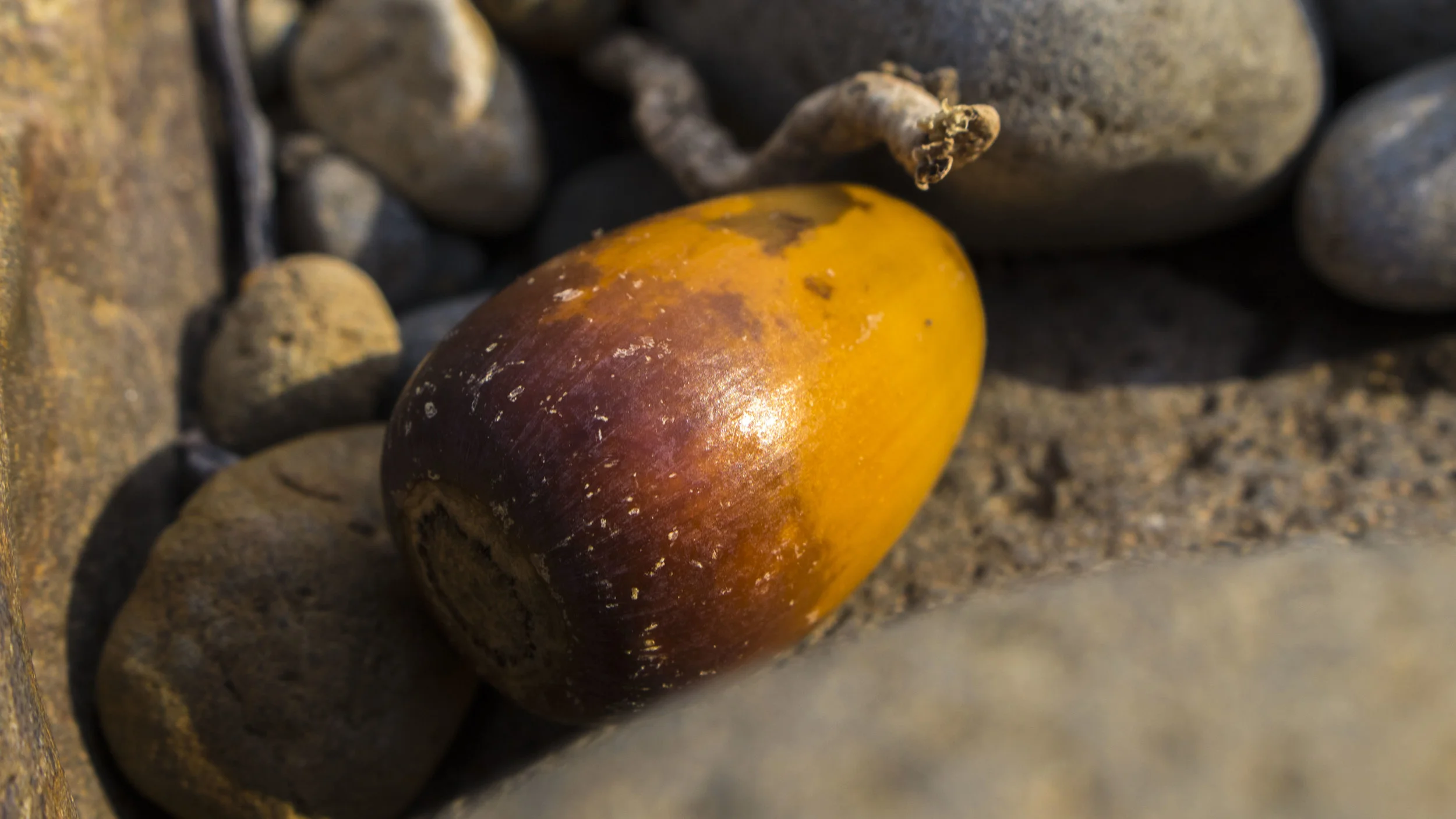 acorn_ps.jpg