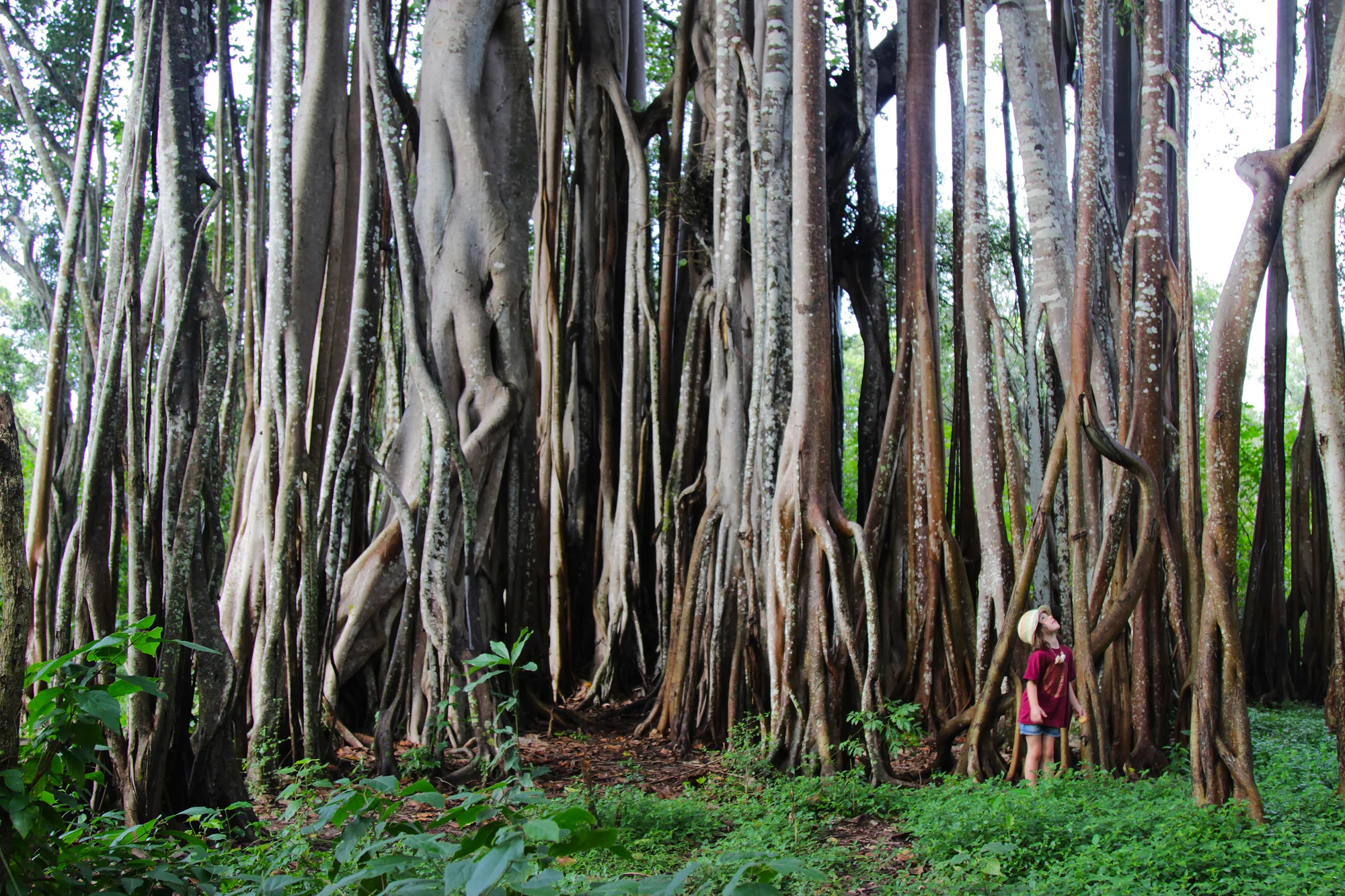 Where the wild things are