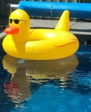 duck in pool.jpg