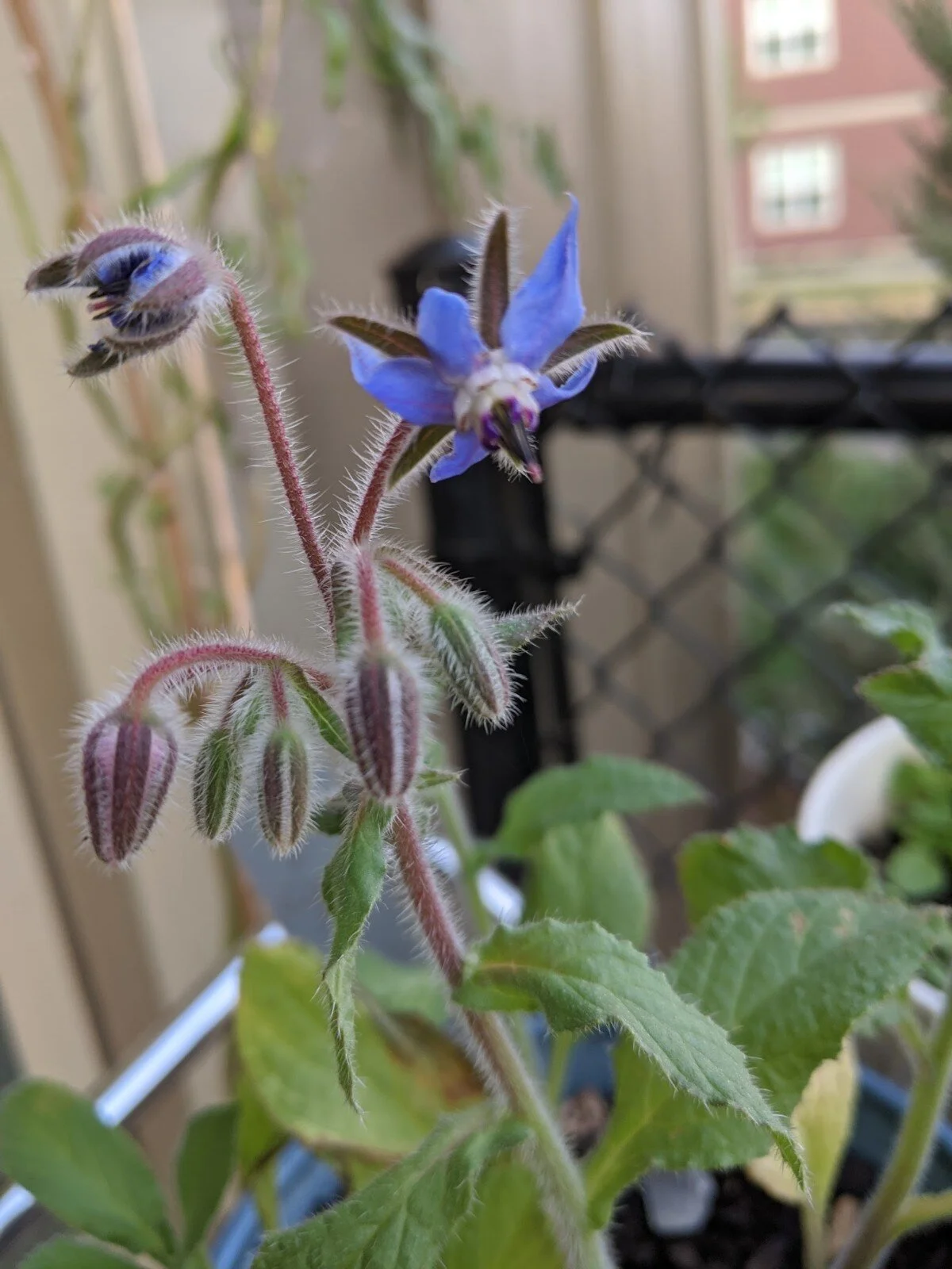 Borage