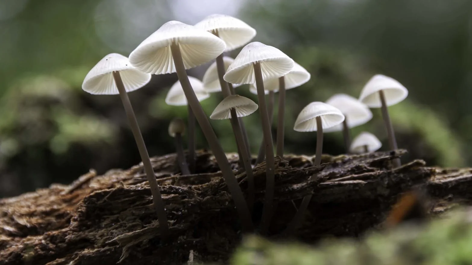 Fantastic Fungi