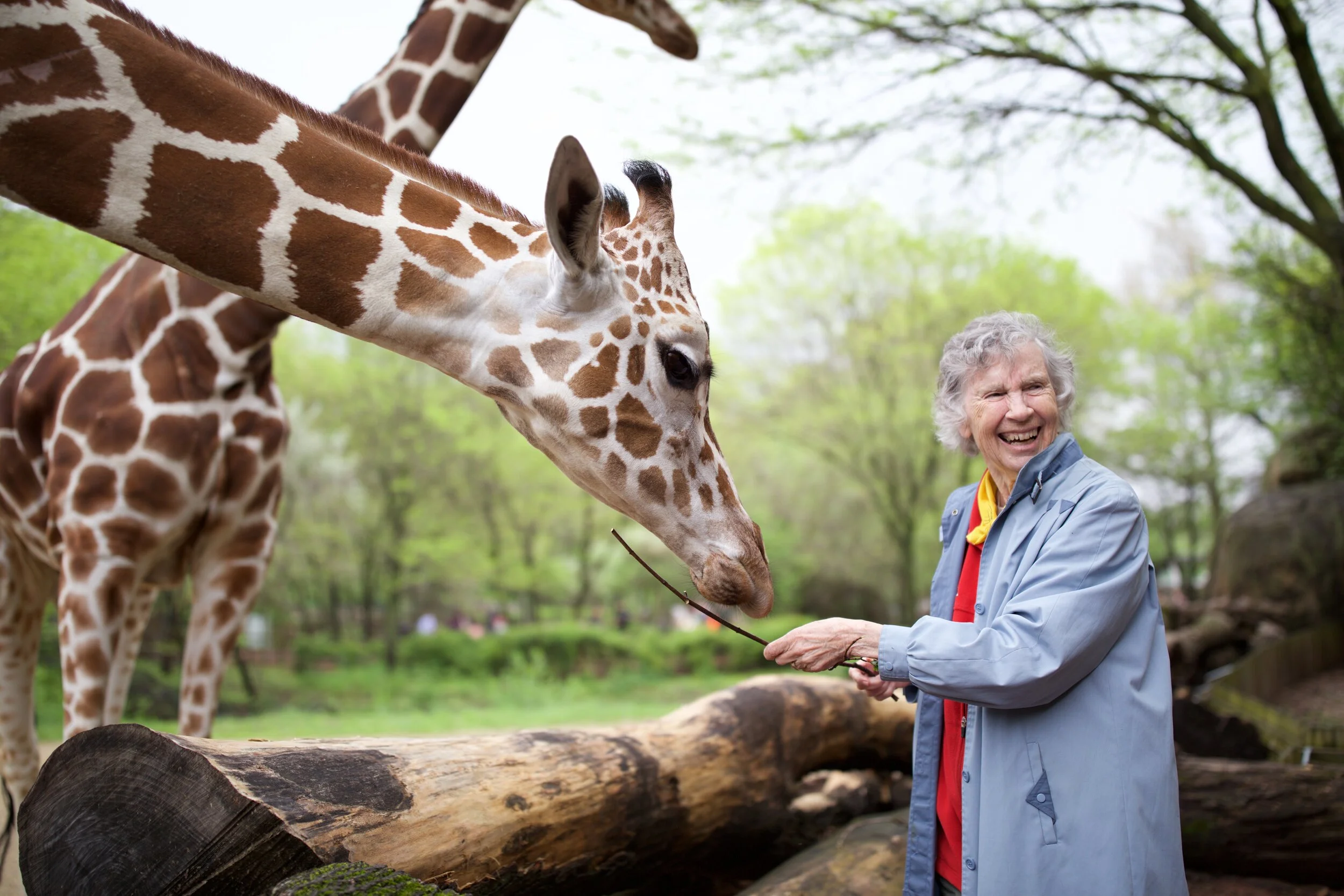 The Woman Who Loves Giraffes