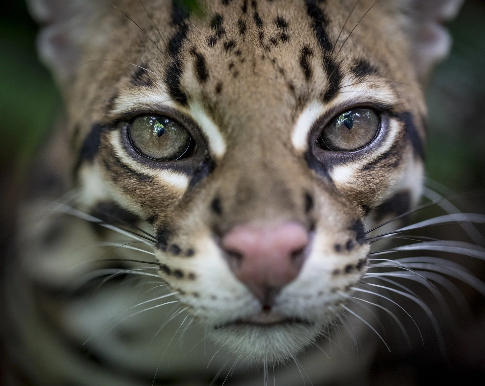 Interview: 'Wildcat' co-director Trevor Frost