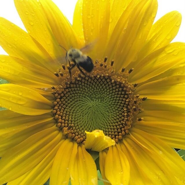 My cousin planted a ton of sunflower seeds earlier this year, down by the pond.  He said he didn&rsquo;t expect them all to sprout but.. they did.  He is going to bring some by the Sullifarm Shop tomorrow so if anyone wants one of these to brighten u