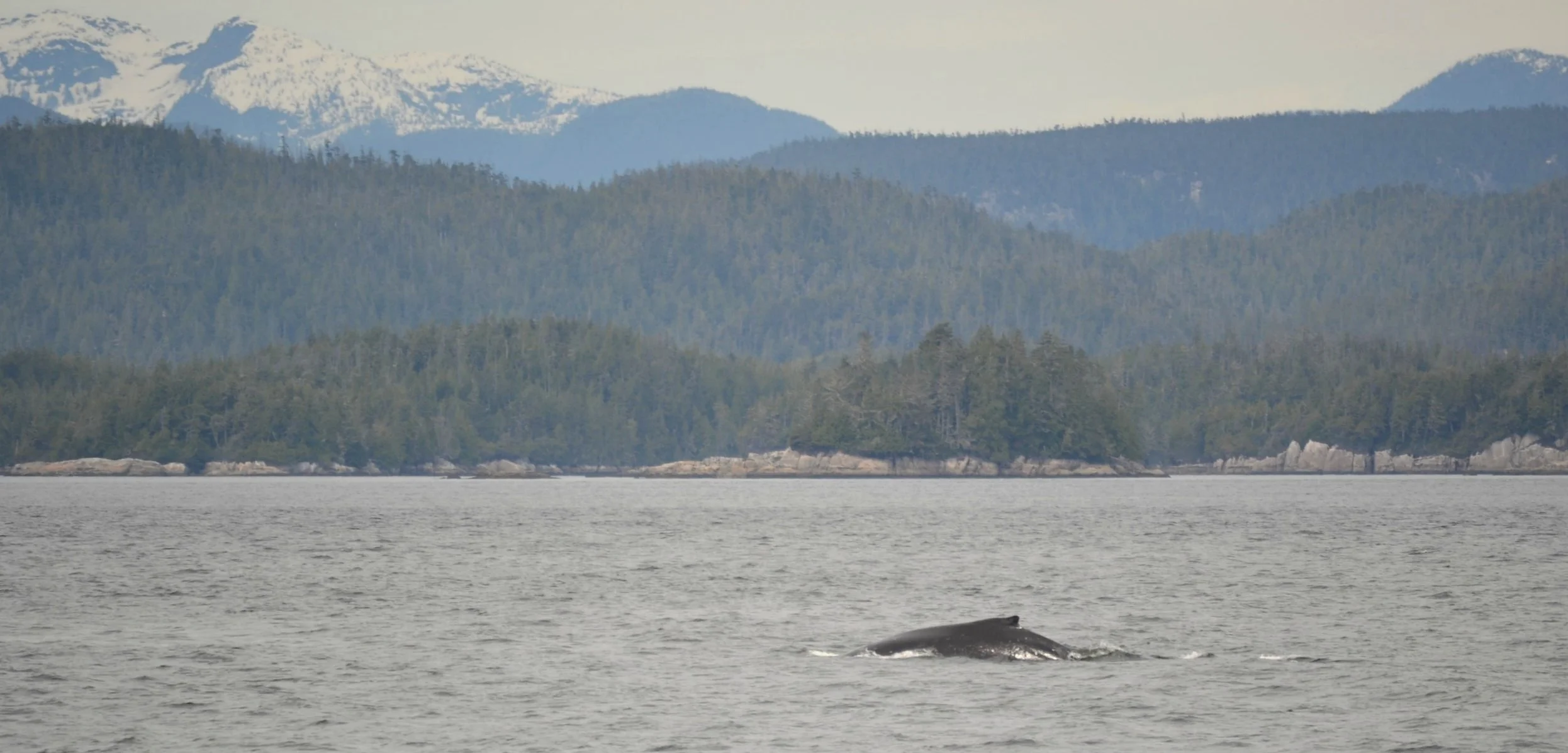 stubbs-whale-watching-orca.jpg