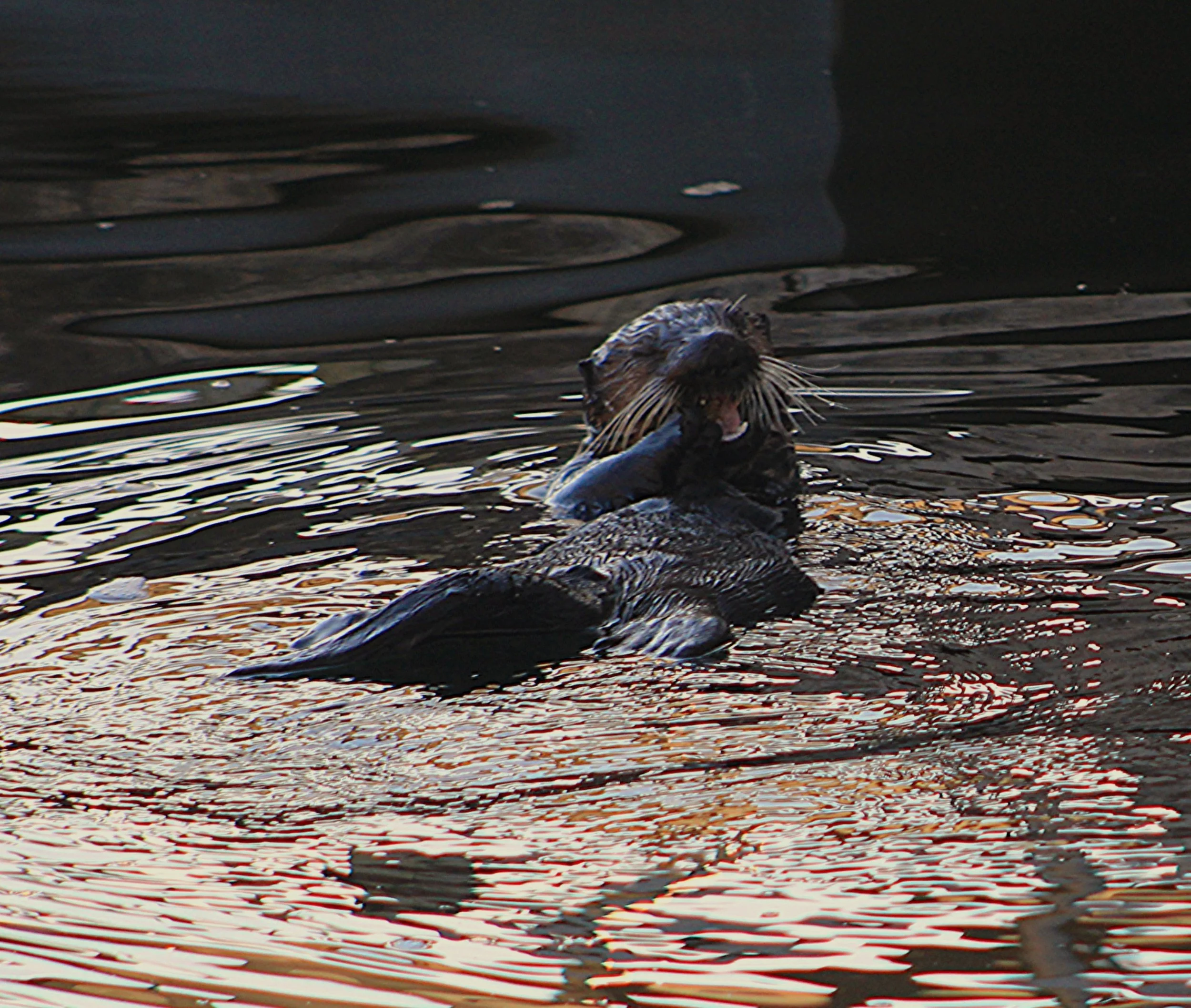 Sea Otter near Port Alice.JPG