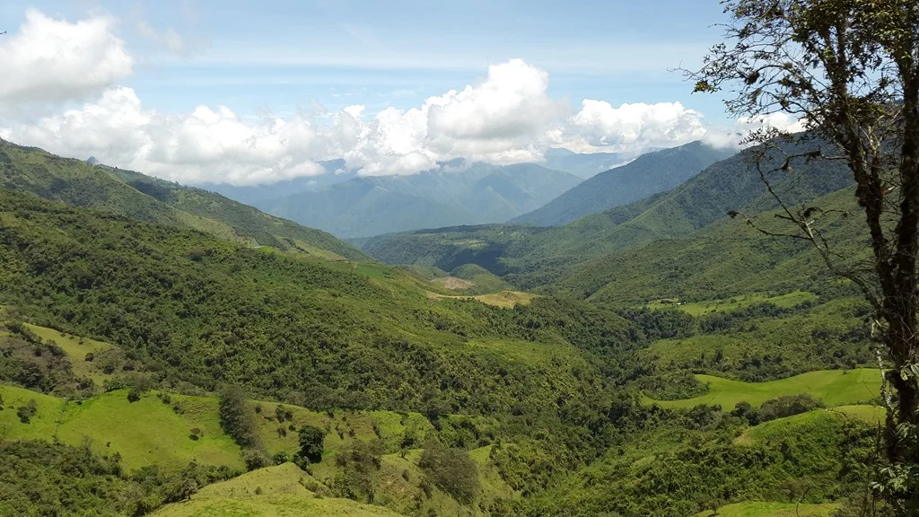 Baez_AndeanForests.jpg