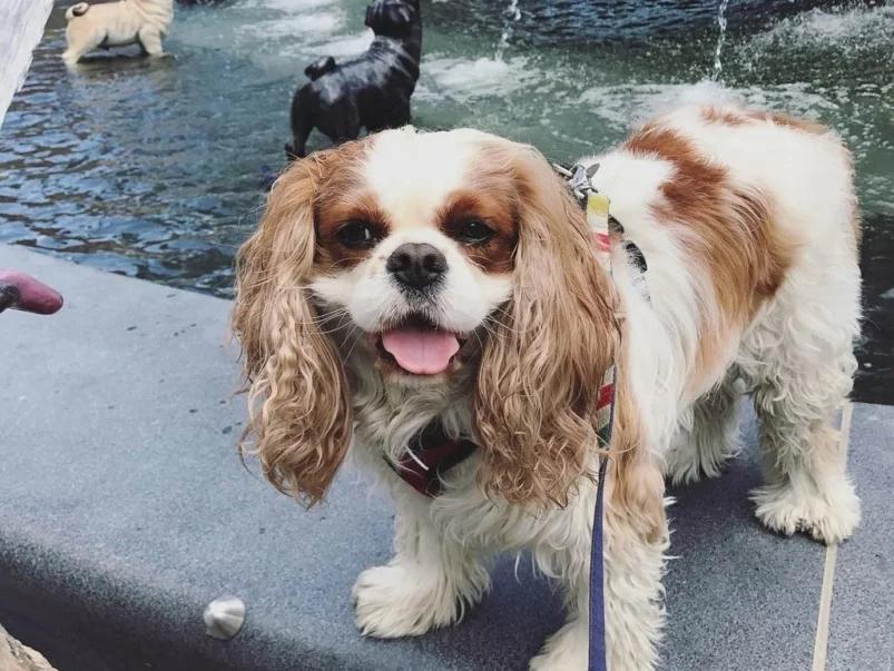 Dog-Fountain-803x603-1499373488.jpg