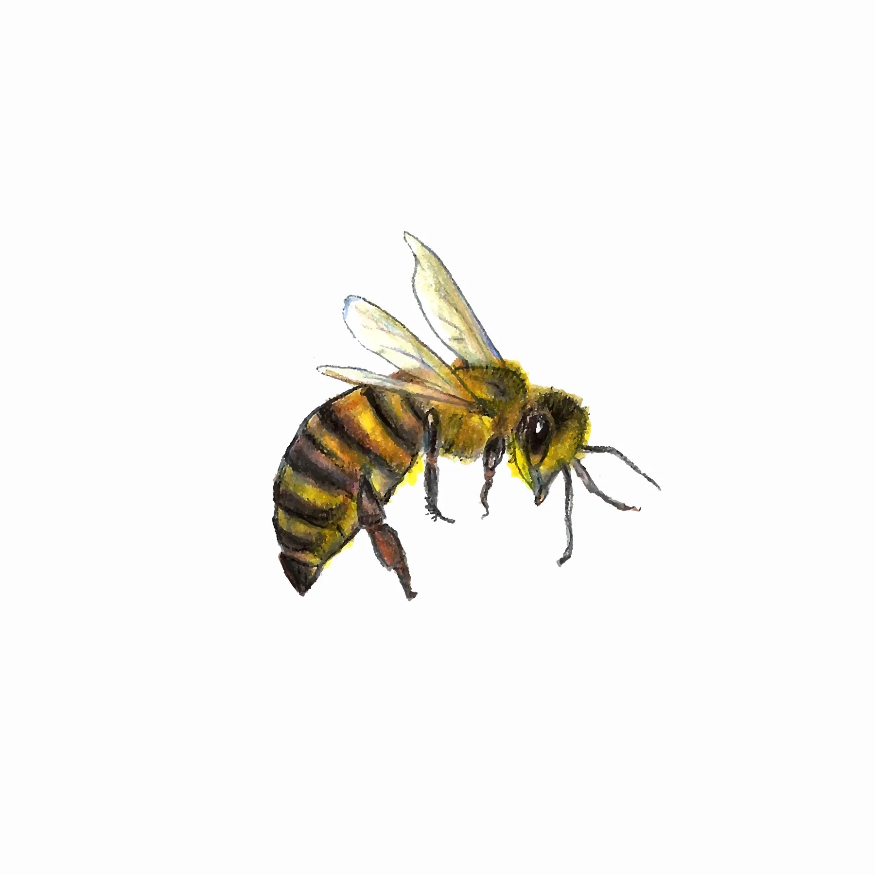 Bee Traced copy.jpg