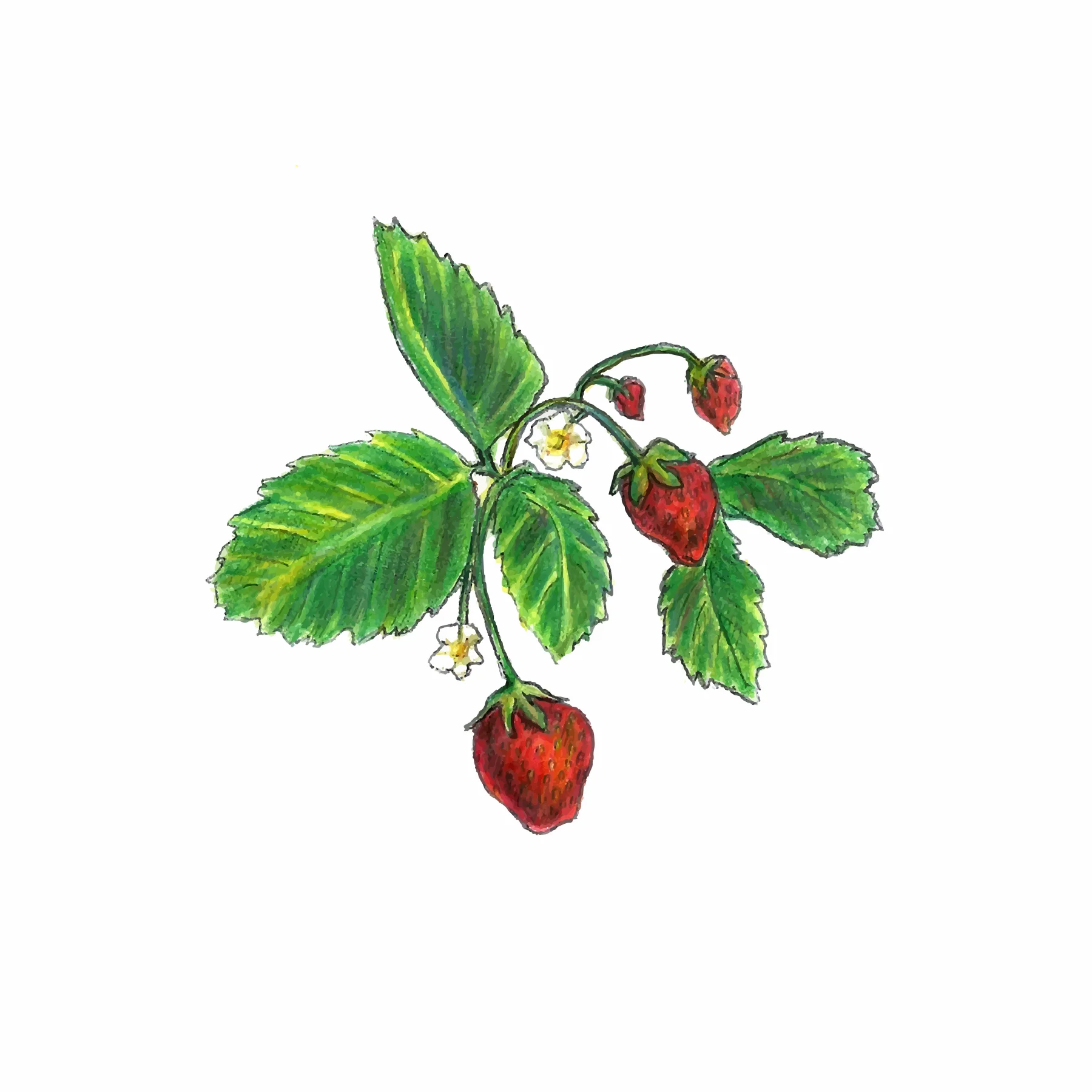 Strawberry Traced.jpg