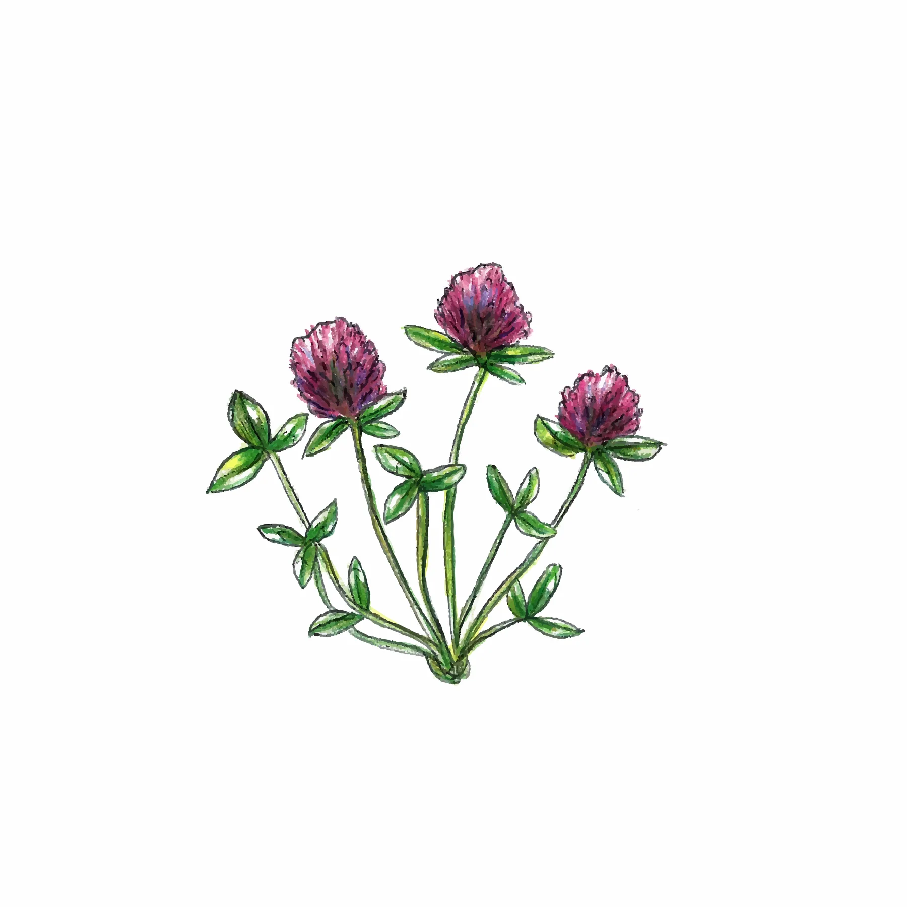 Red Clover traced.jpg