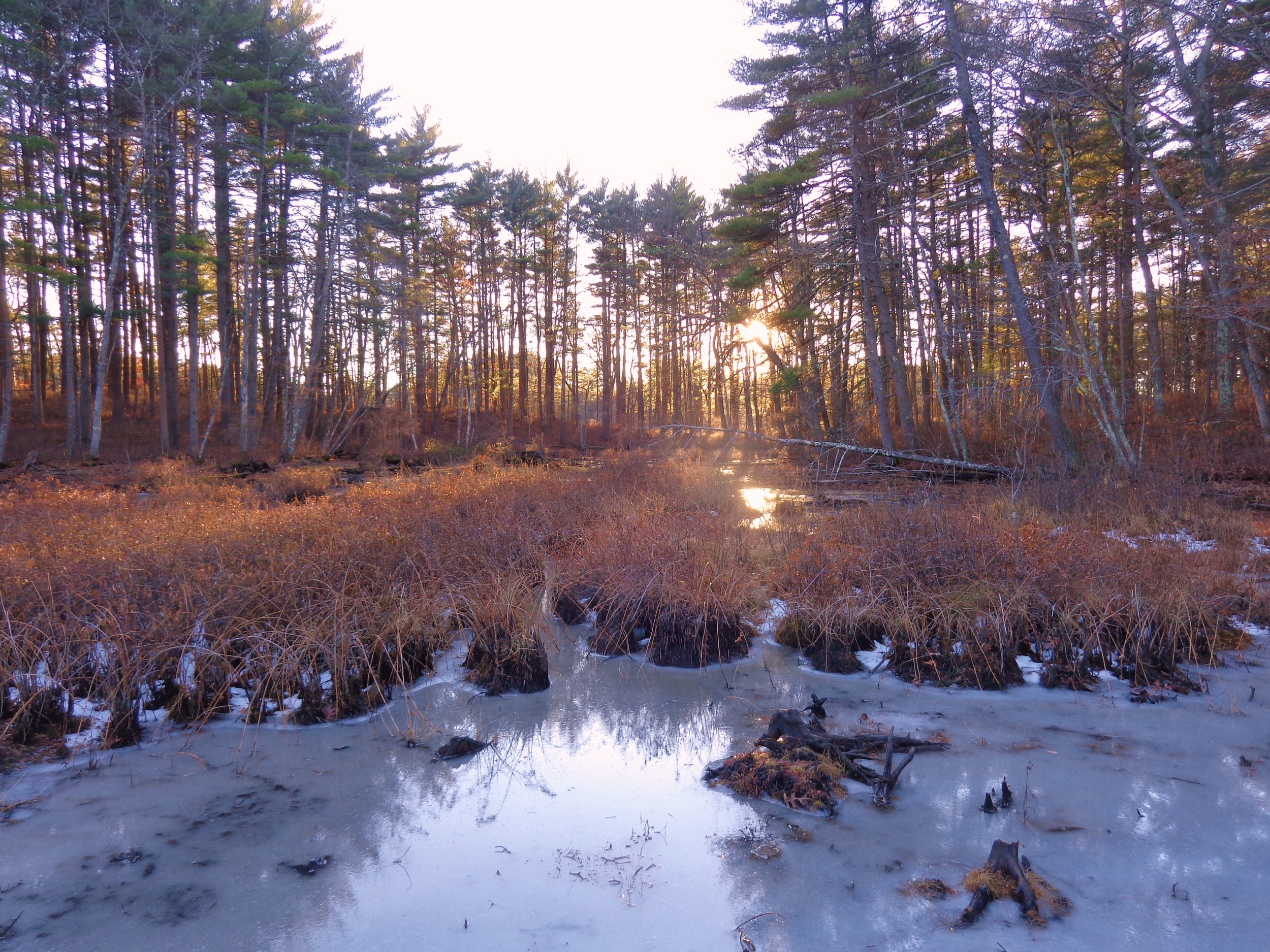 Field Pond marsh.JPG