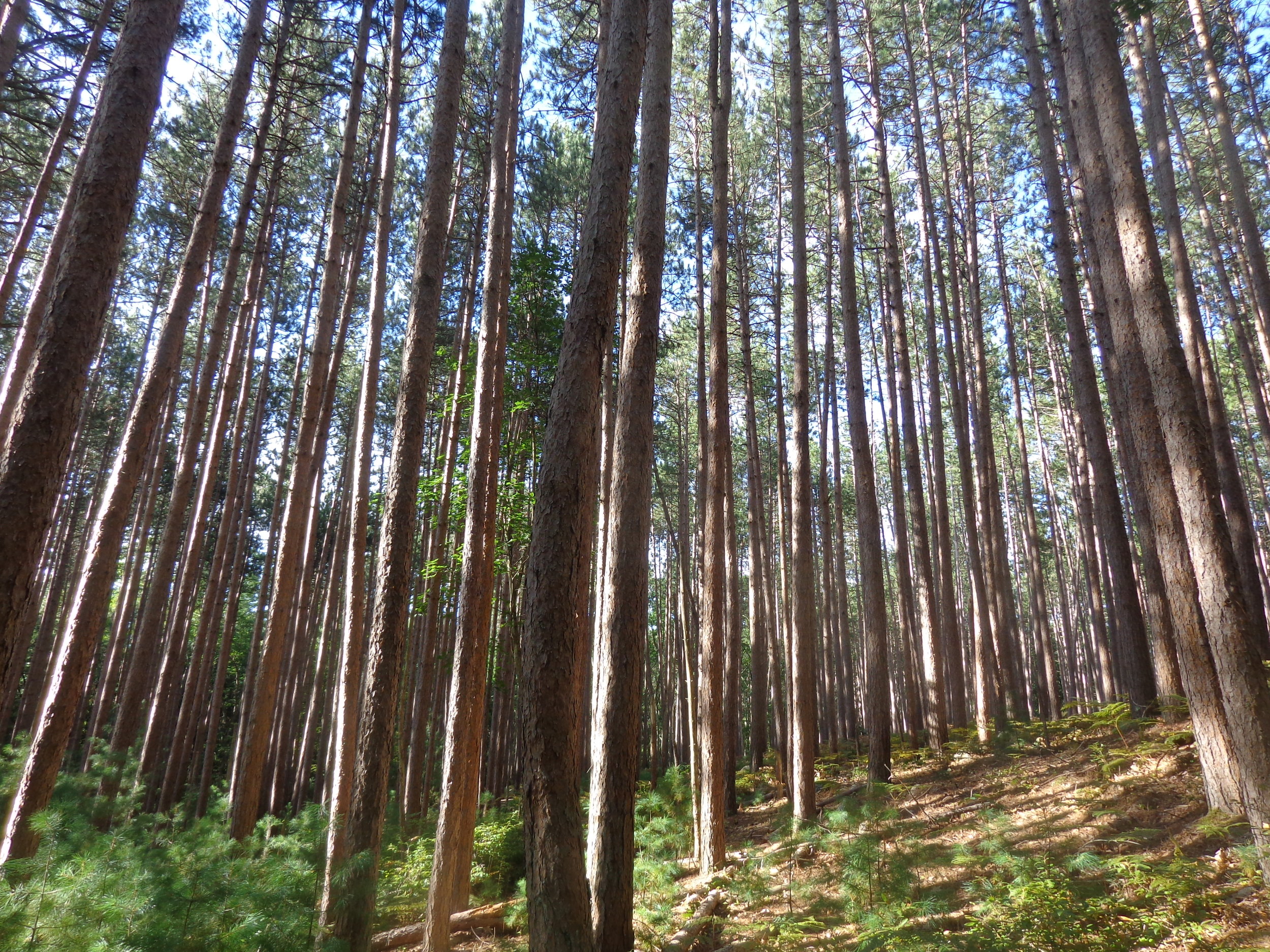 Getting To Know The Forest Hike: North Reading Part 2