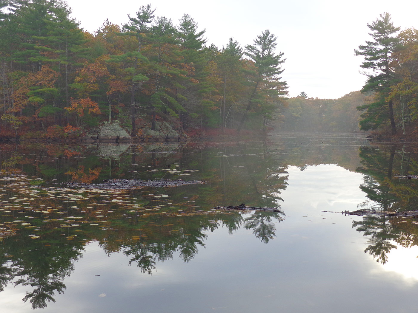 Getting To Know The Forest Hike: Salem Pond