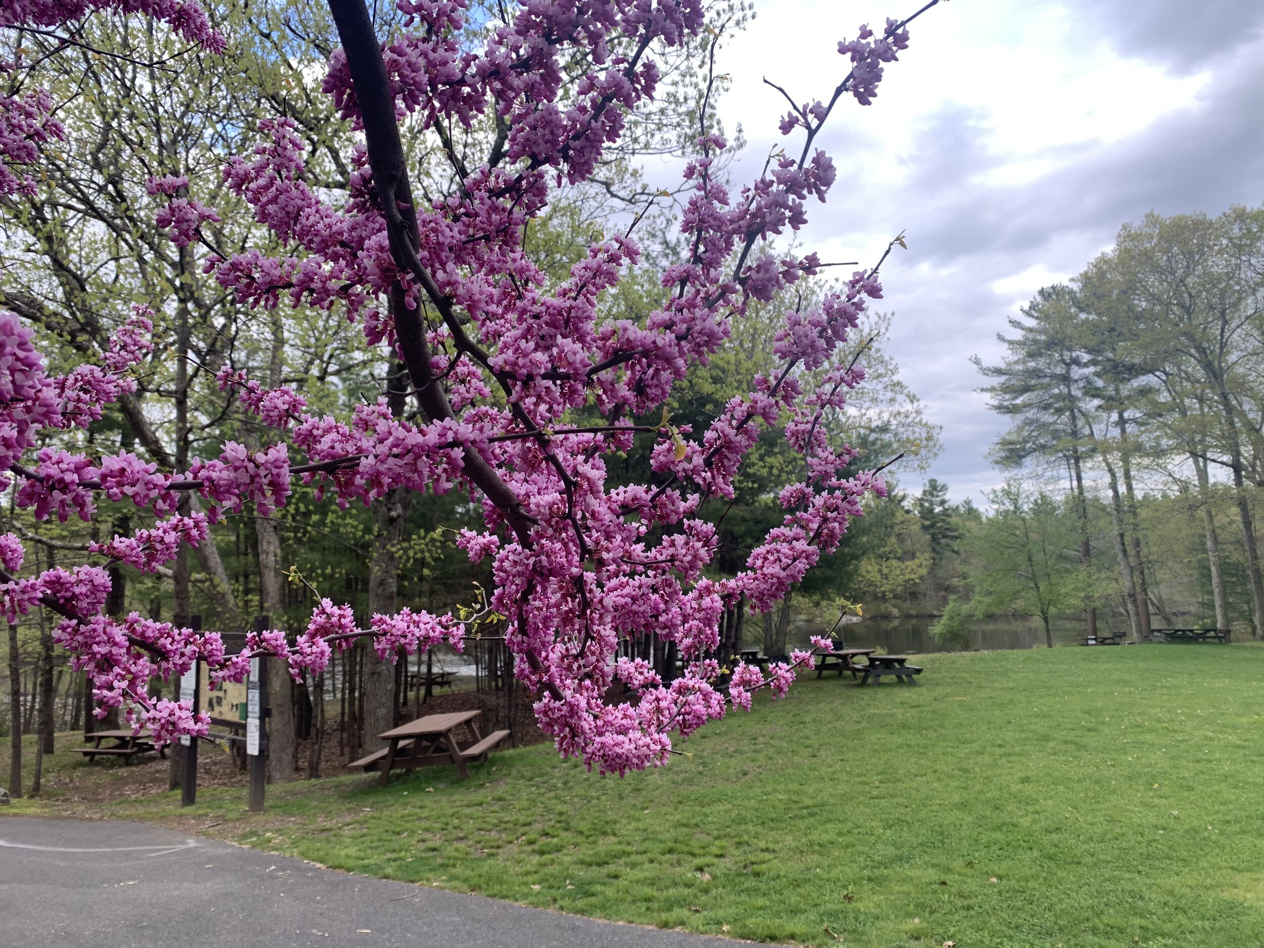 LIMITED CAMPGROUND AND&nbsp;BERRY POND OPENING