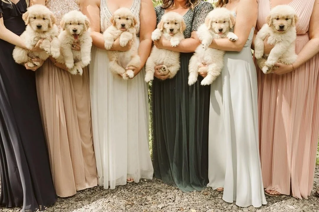 🐶Puppies > 💐Bouquets (@maddiemellottphotography)⁣
&bull;⁣
&bull;⁣
&bull;⁣
&bull;⁣
&bull;⁣
#weddinginspo #puppy #fallweddings